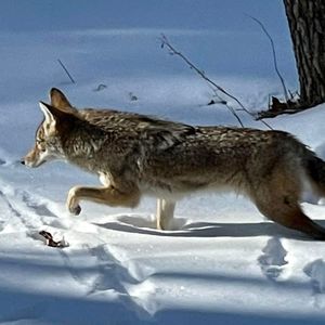 Meet your Posher, Coleen